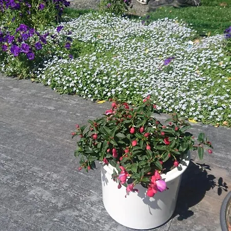 Daire Mit Garten Und Spielplatz Klingenthal